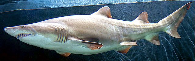 Carcharias taurus_05.jpg